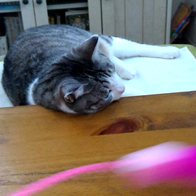 食後の腹痛？の画像