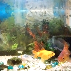 20センチ!?　記録更新！の画像