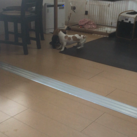 これは遊び喧嘩？の画像