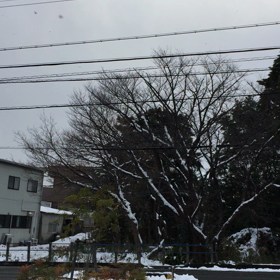 今日は雪が降りましたの画像