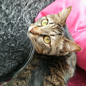 チュール((o(^∇^)o))の画像