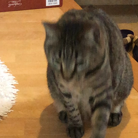 オラオラオラー、今日はこれくらいにしといたろ。の画像