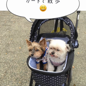 散歩の後の画像