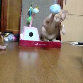 むぎっちゅ☆エースアタッカー？の画像