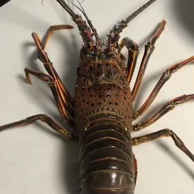 デッカい伊勢海老、、いただき❗️の画像