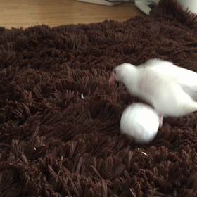 ゆきちゃんの画像