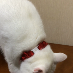 白猫♀サクラの画像