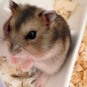 懐くもんか！の画像