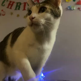 にゃんこの変な水飲み方の画像