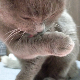 ぐぅちゃんの毛づくろいの画像