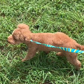 ♪お散歩動画♪代々木公園♪の画像