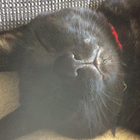 くろ、、、寝たふり？？？笑の画像