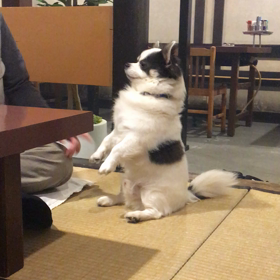 焼肉屋のももちゃん( ･ㅂ･)و ̑̑の画像