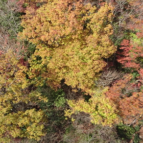 びわ湖テラスへのロープウェイの画像