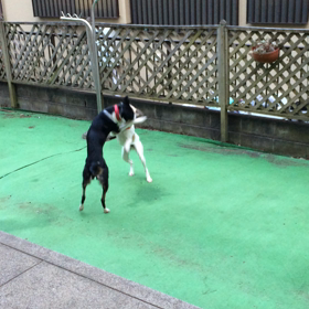 食事の後は…。の画像