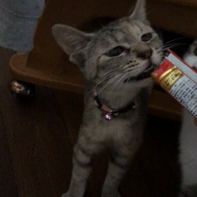 オヤツタイム  リスちゃんも仲間にの画像