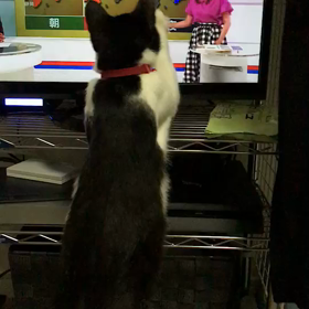 モナカちゃん近況報告！の画像