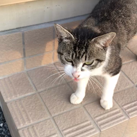 迷子猫、まちがいなくホクロちゃんでしたの画像