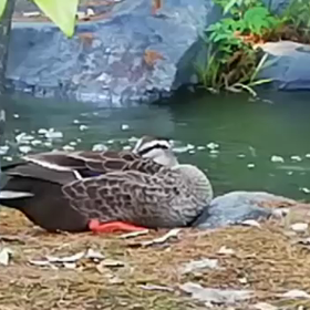 カモの居眠り動画の画像