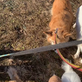 1月5日15わんこと2時間遠足　代々木公園の画像