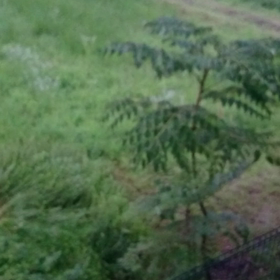 現在の滋賀の雨と風(movies)の画像