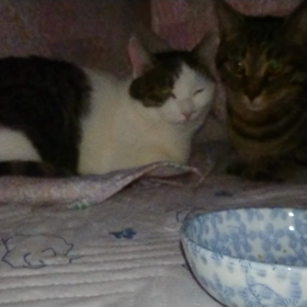 くるみとゆべし　コタツの中のできごとの画像