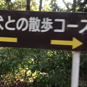 ♪お散歩動画♪砧公園♪の画像