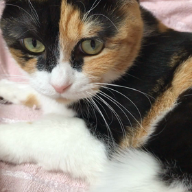 おやすみ前の…の画像