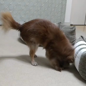 頭ぐりぐり。の画像