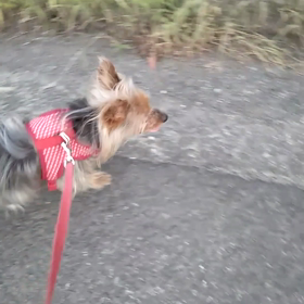 ( *¯ㅿ¯*)暑っの画像