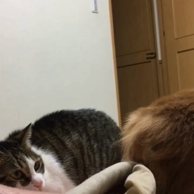 昨日のジム友、くぅー貯ポイント、昨日の続き字幕付き動画。の画像