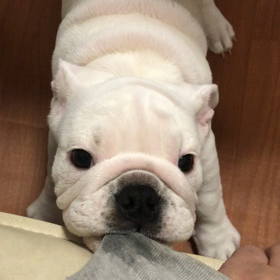 破れる〜の画像