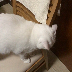 椅子にスリスリの画像