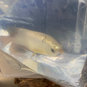 ★アジアアロワナ！その2★の画像