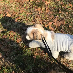 ♪お散歩動画♪代々木公園♪の画像