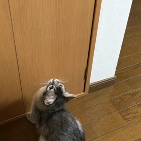 暑いが猫には関係ないのね（笑）の画像