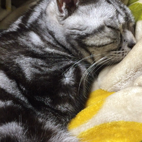 うたたねねこの画像