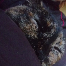 猫のいびきの画像