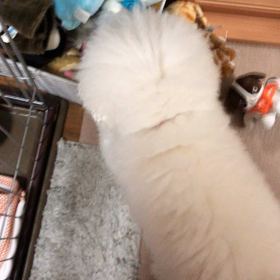 1月26日  散らかす経緯の画像