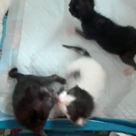 乳飲み子ちゃん達の画像