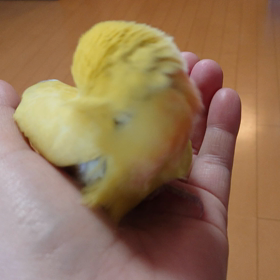 べたべたの画像