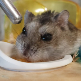 だいずっちの画像