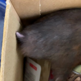 朝から悪さするマサムネ。の画像