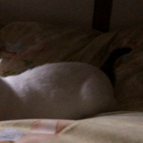 狂犬ちゃんの画像