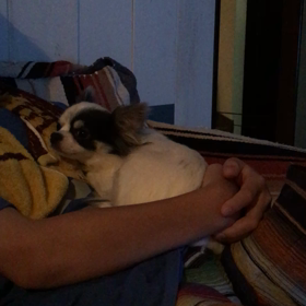 タオルを舐めるカロチンの画像