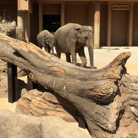 こどもの日の画像