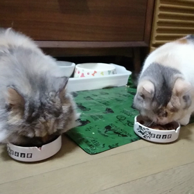 仲良く食事の画像