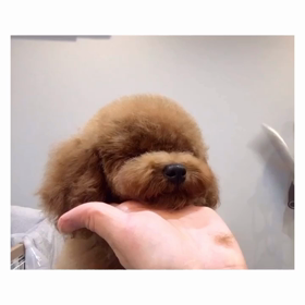 ☆ウトウト.・☆の画像