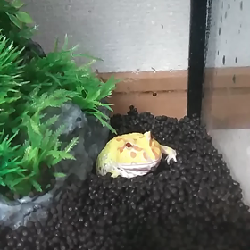 ごめんね、つのーちゃんの画像