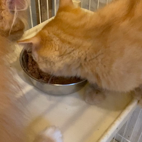 子猫ごはんの画像